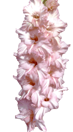 'Elegance'